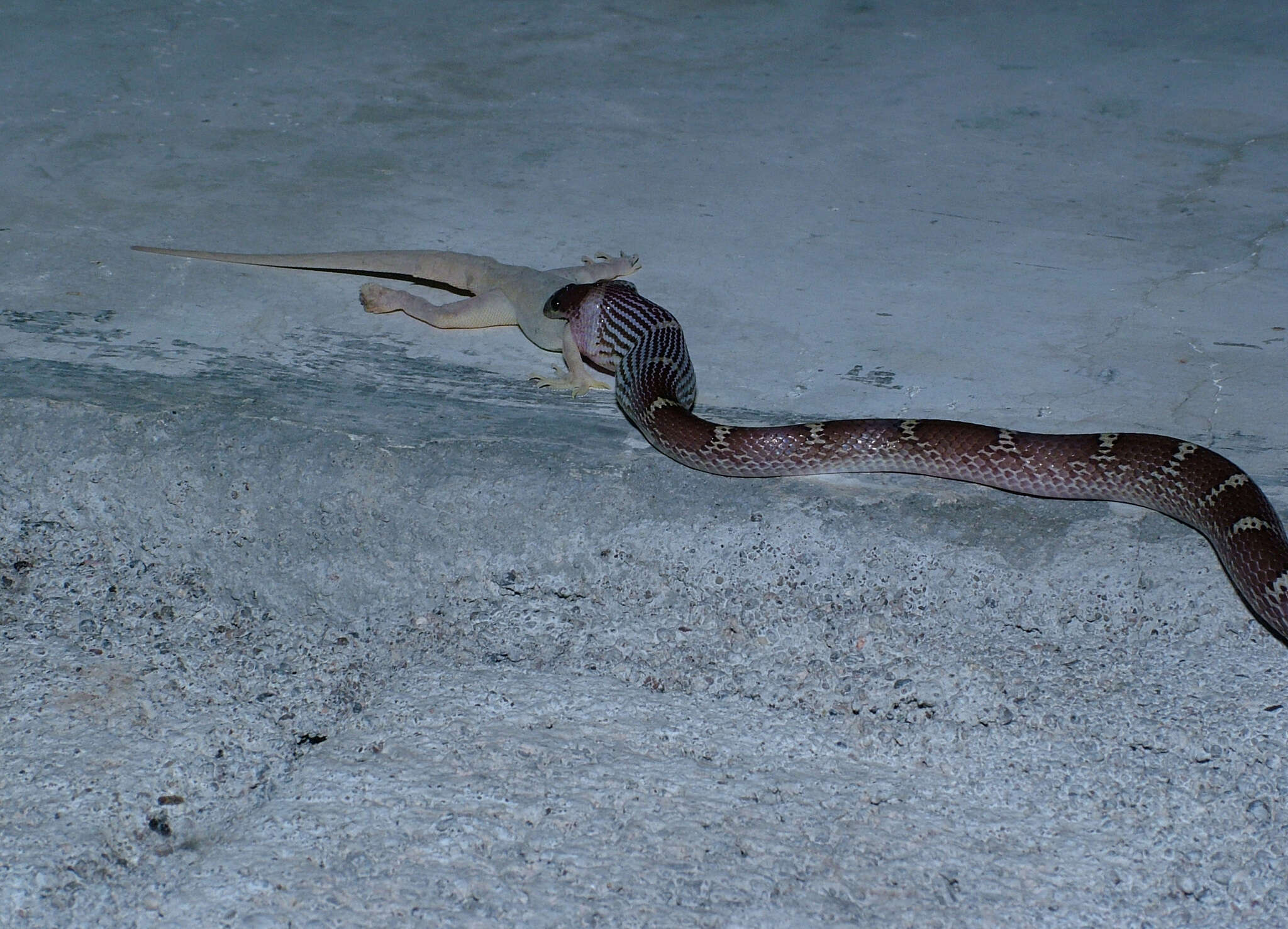 Image of Common Wolf Snake