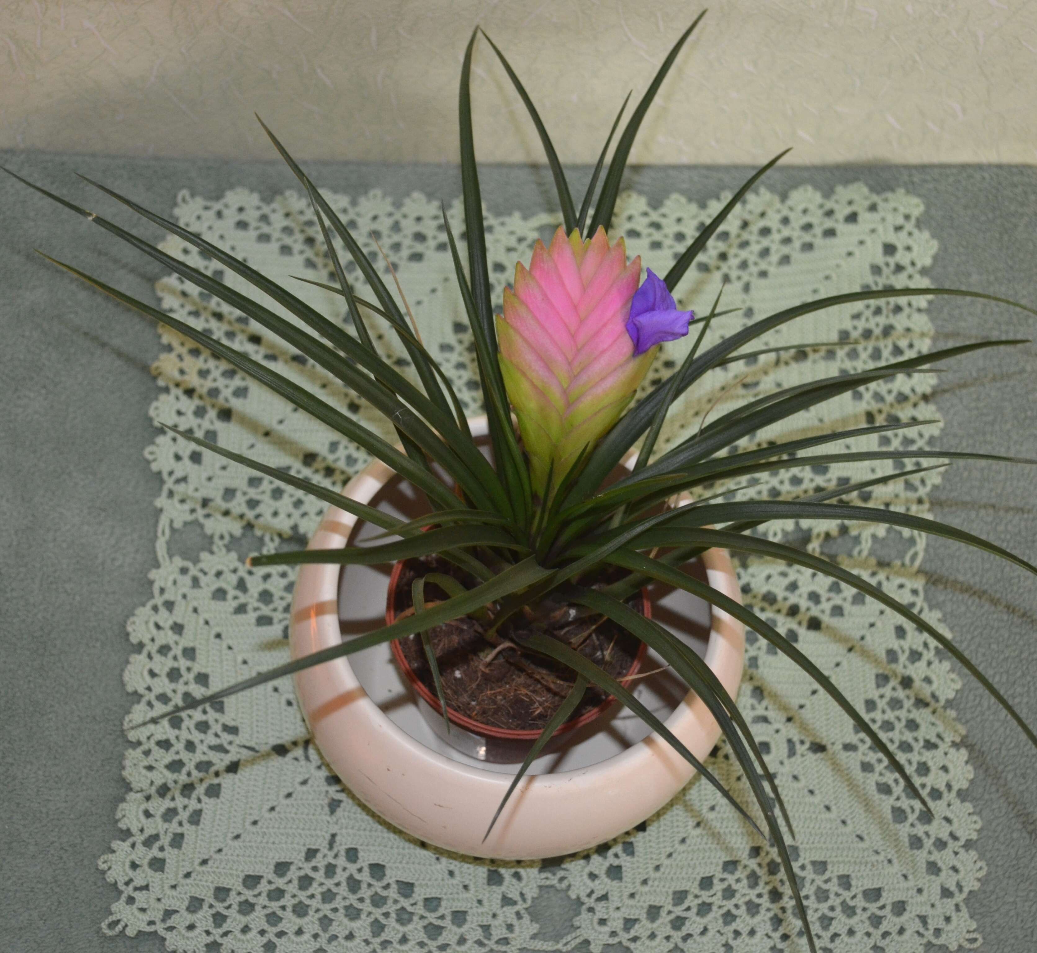 Image of Airplants