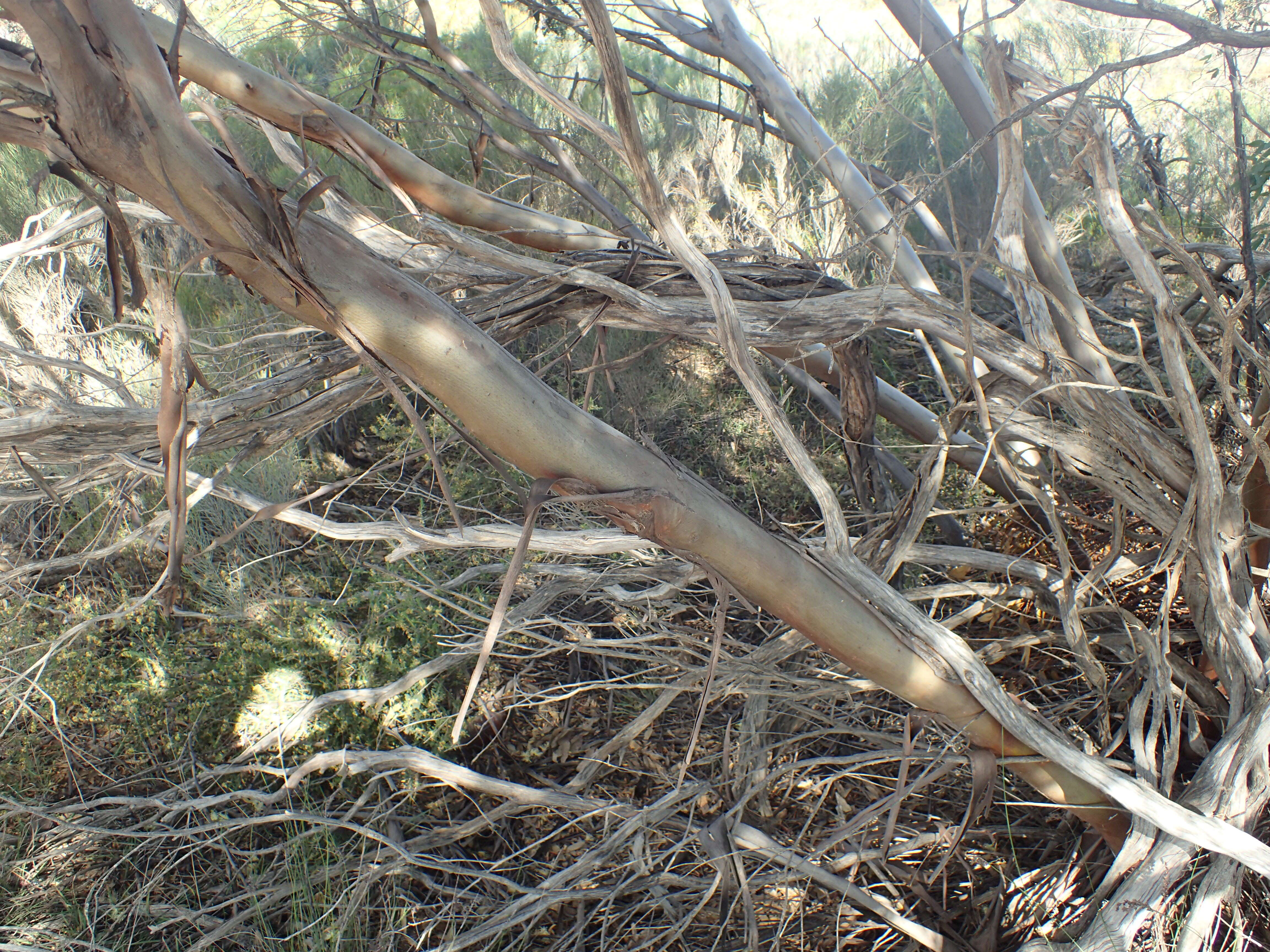 Image of Eucalyptus diminuta Brooker & Hopper