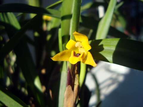 Image of Maxillaria variabilis Bateman ex Lindl.