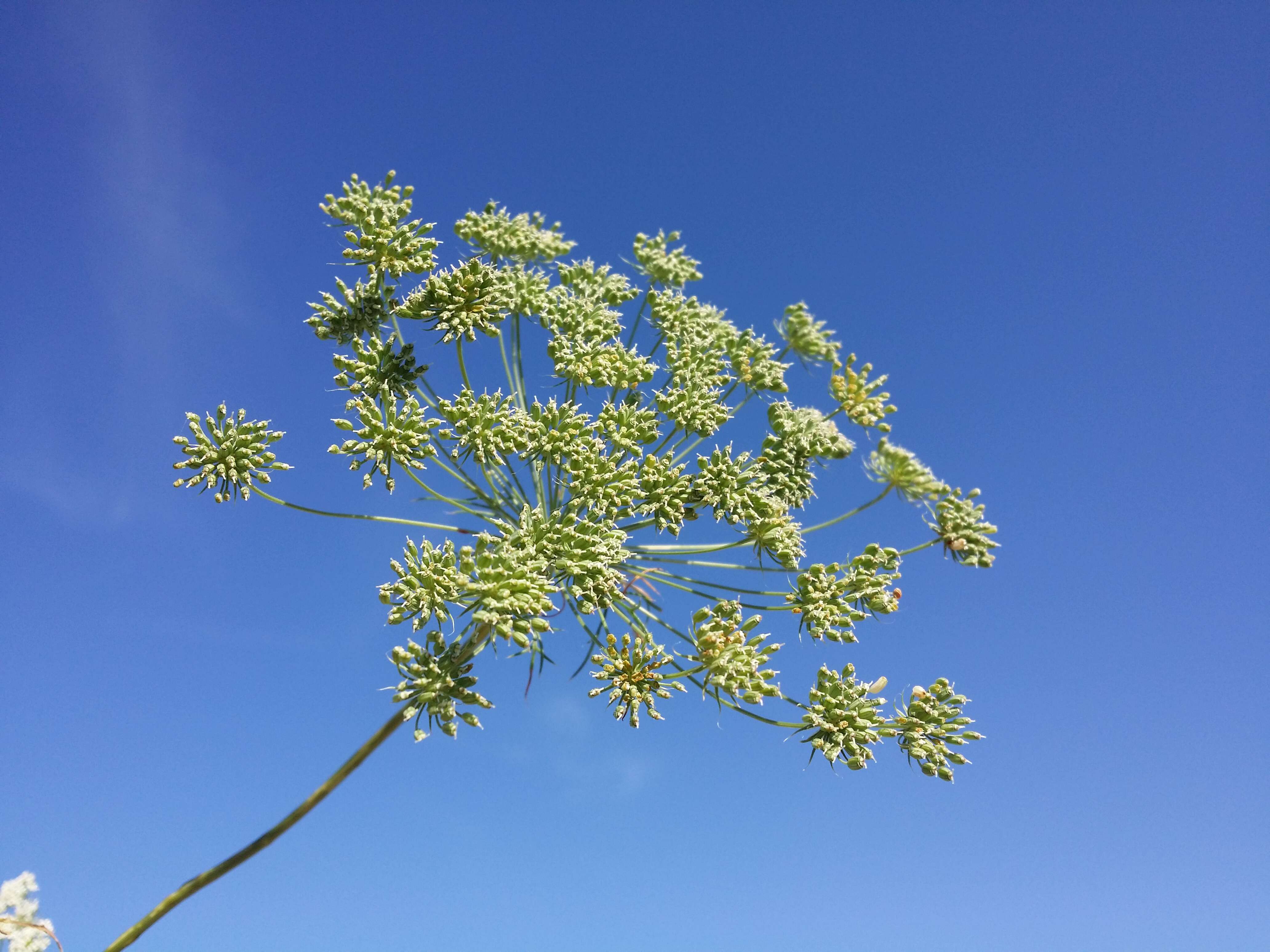 Imagem de Ammi majus L.