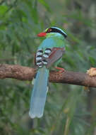 Image of Common Green Magpie