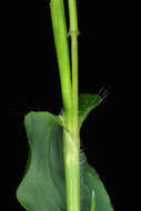 Image of small carpgrass