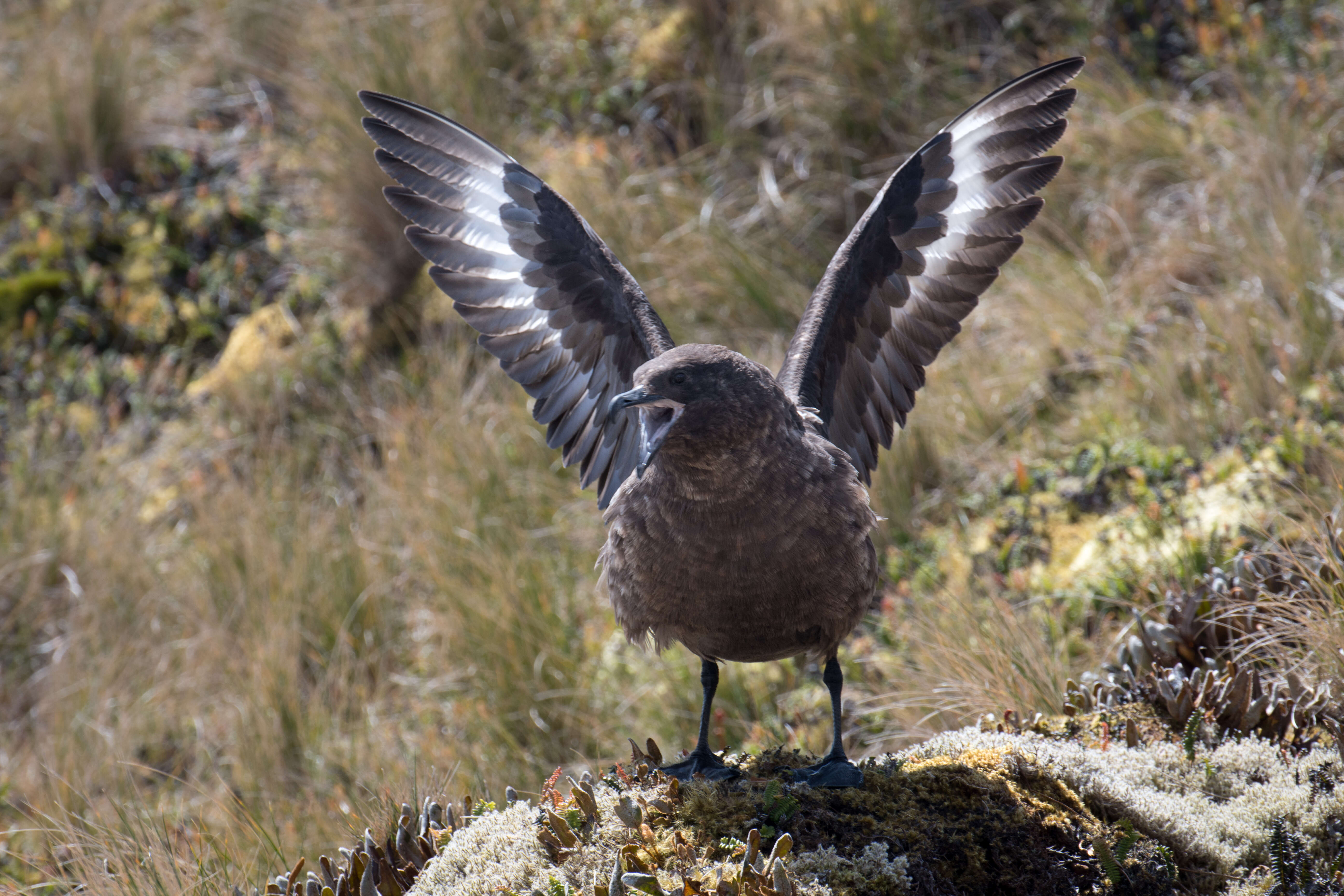 Image of Brown Skua