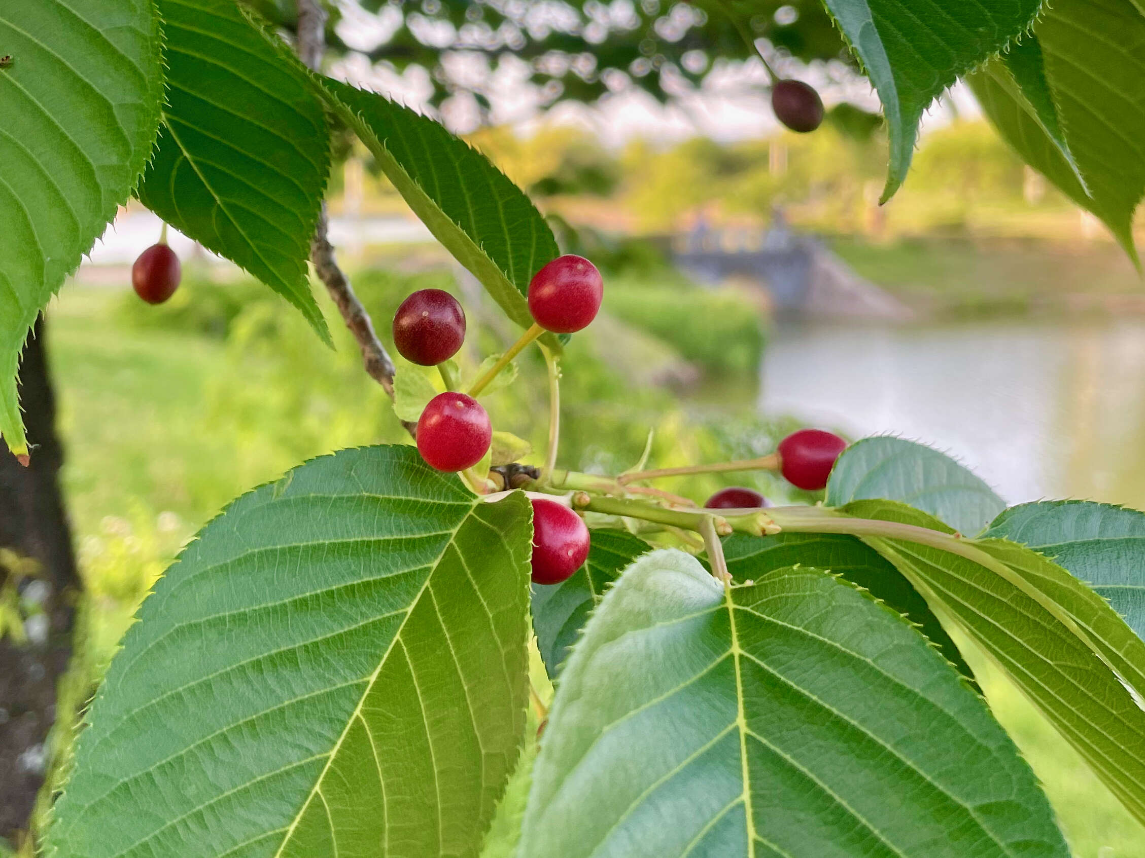 Plancia ëd Prunus yedoensis Matsum.