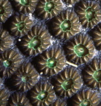 Image of Mountainous Star Coral