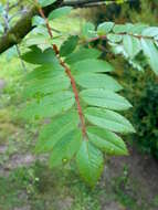 Imagem de Sorbus discolor (Maxim.) Maxim.