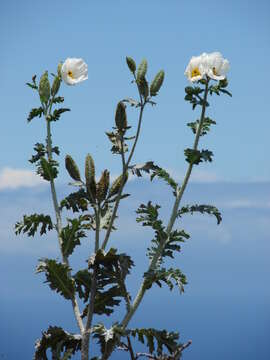 Image of Hawaiian prickly poppy