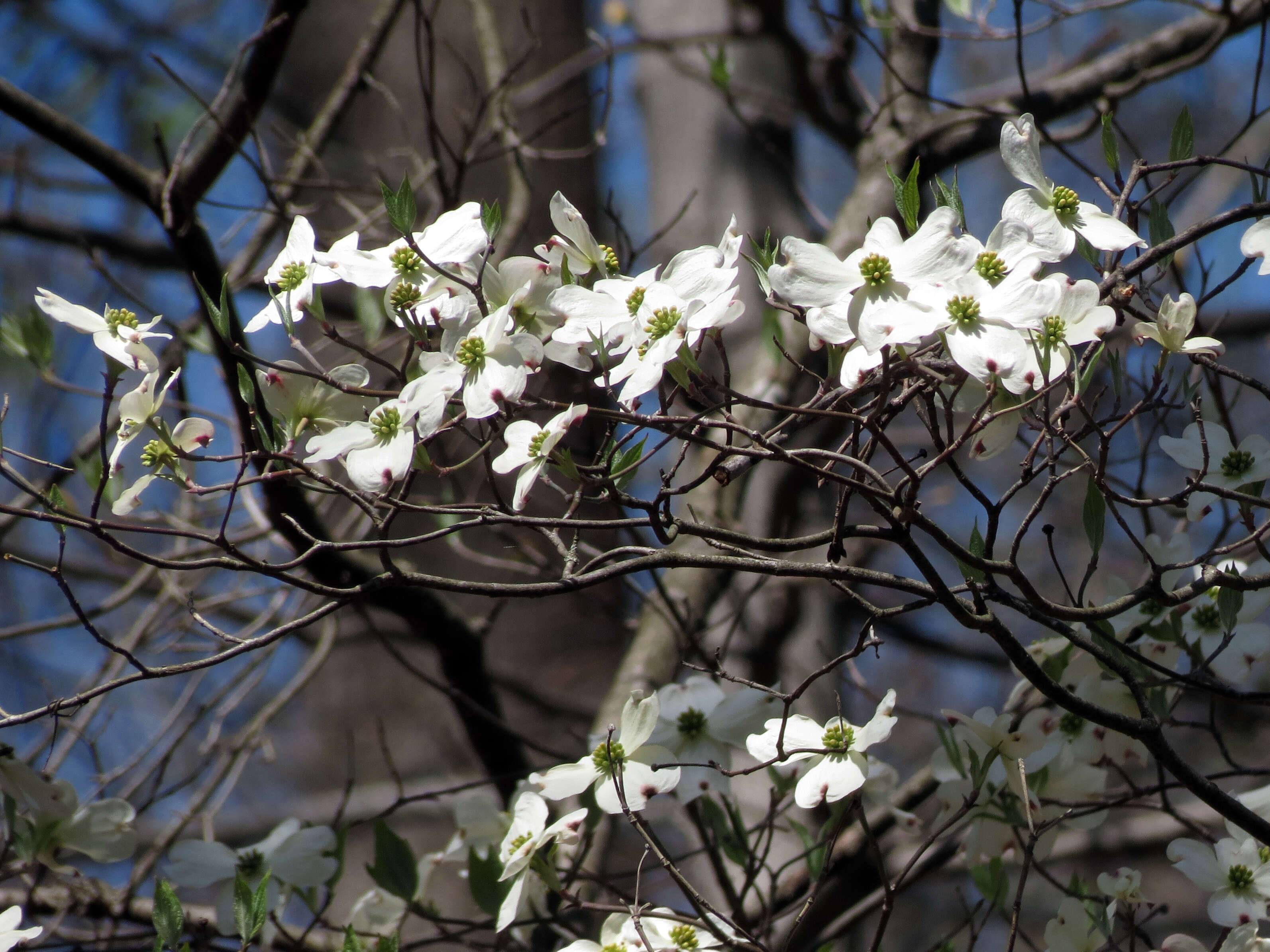 Image of flowering dogwood