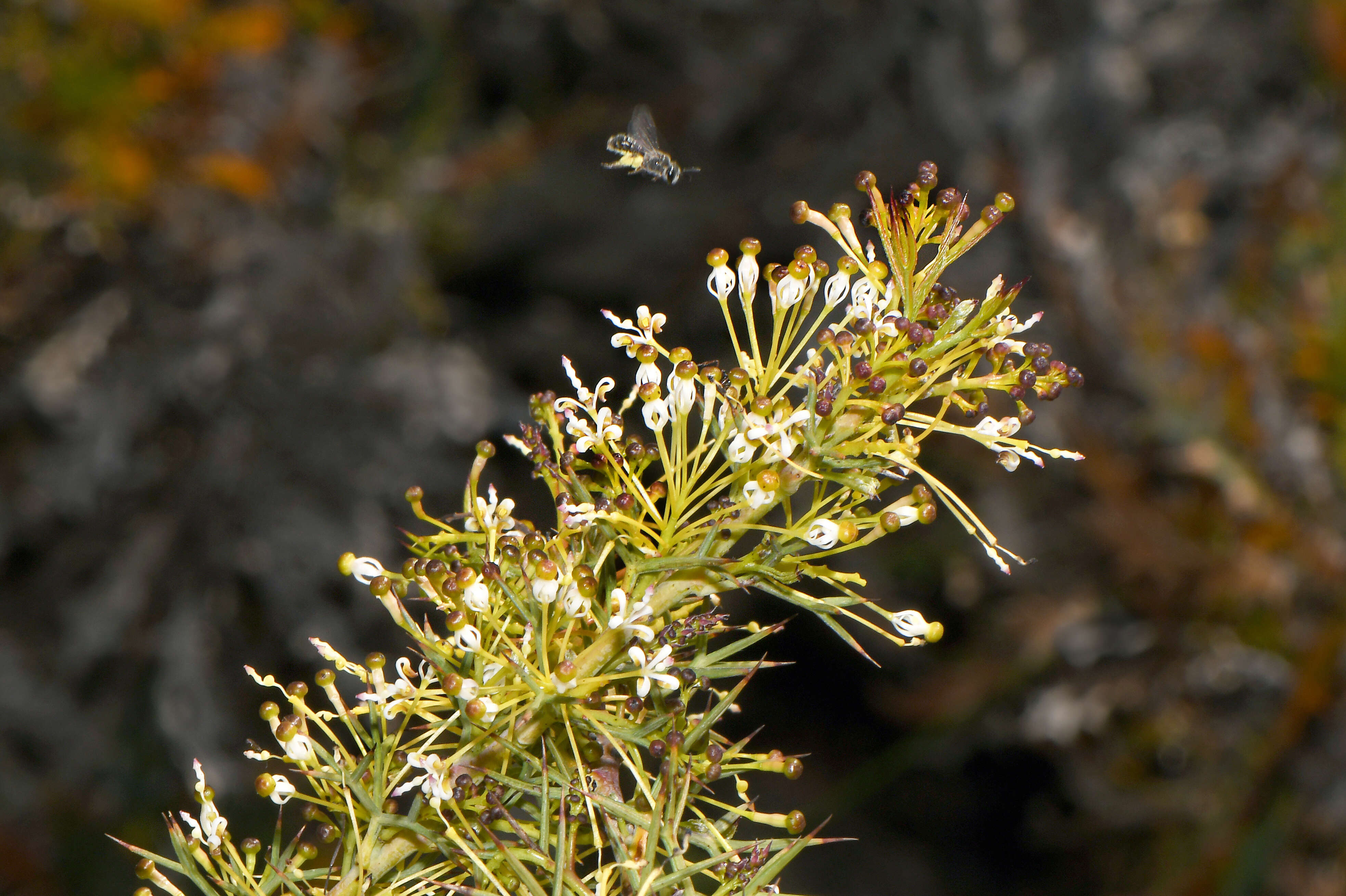 Imagem de Grevillea hortiorum