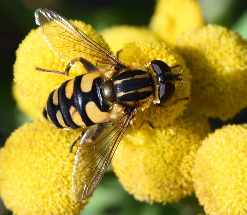 صورة Eristalinae