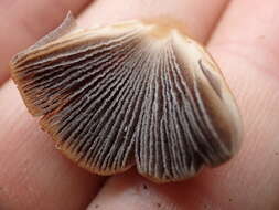 Image of Glistening Inky Cap