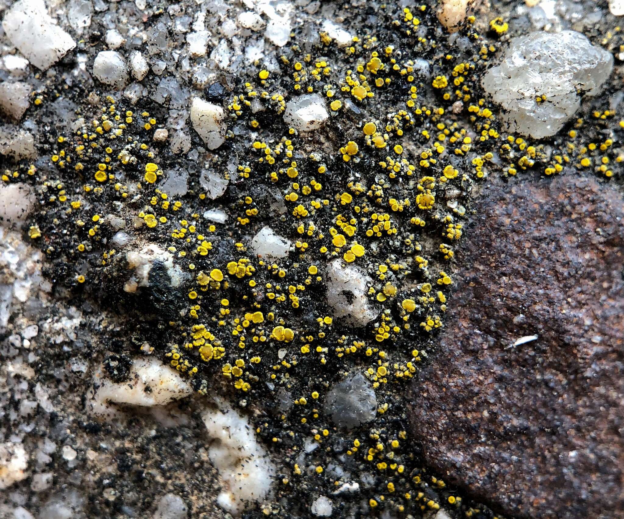 Image of Hidden goldspeck lichen