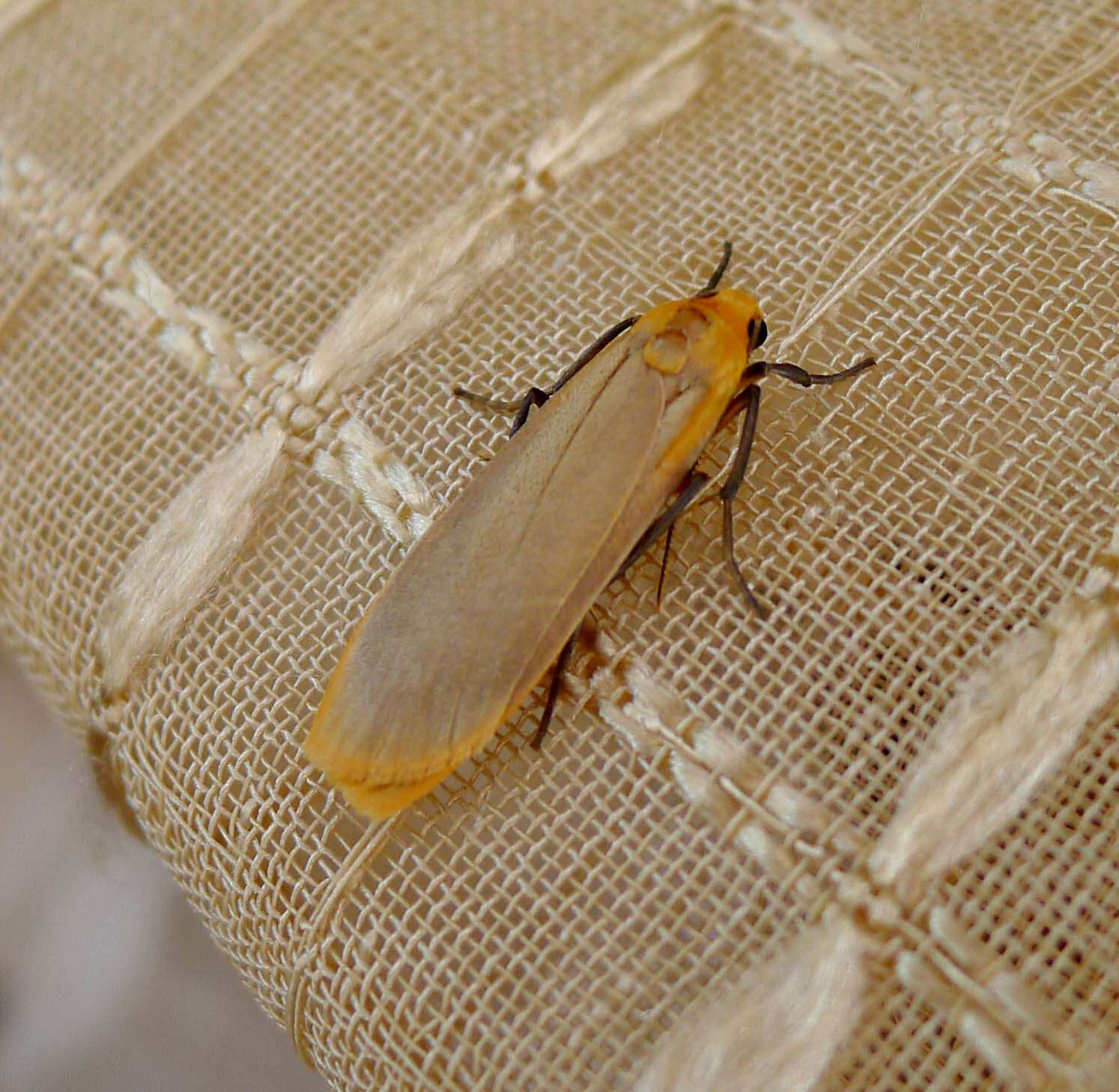 Image of buff footman