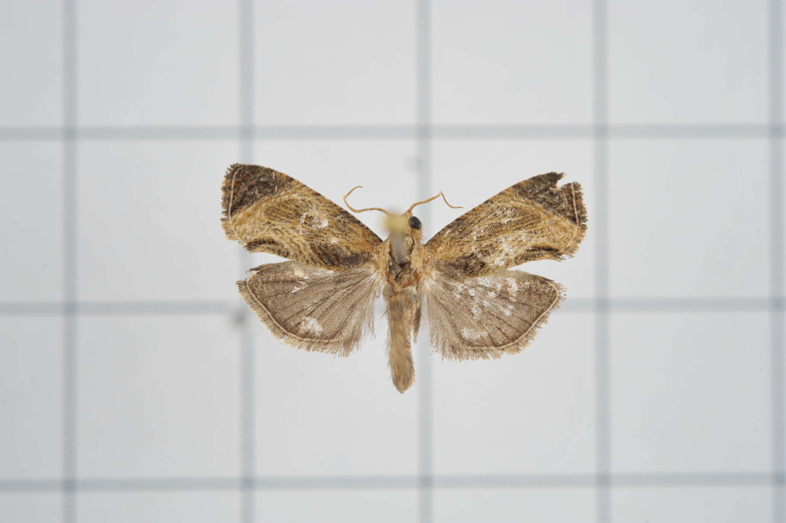 Image of Cryptophlebia repletana Walker 1863