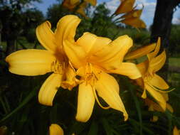 Image of Dumortier's daylily