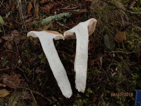 Image of Entoloma sinuatum (Bull.) P. Kumm. 1871