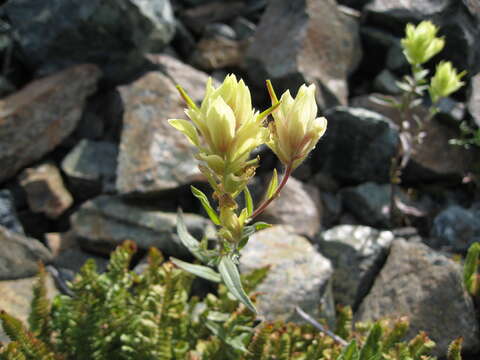 Image of Wenatchee Indian paintbrush