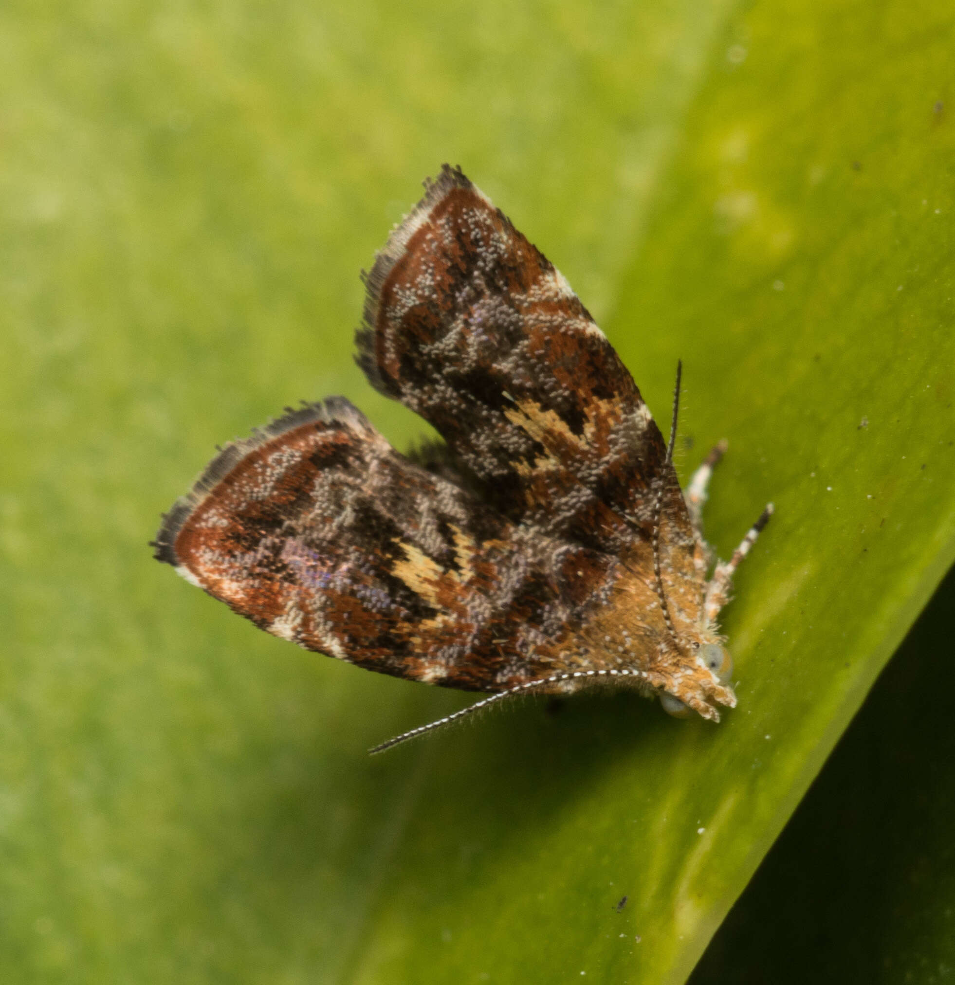 Image of Choreutis sexfasciella Sauber 1902