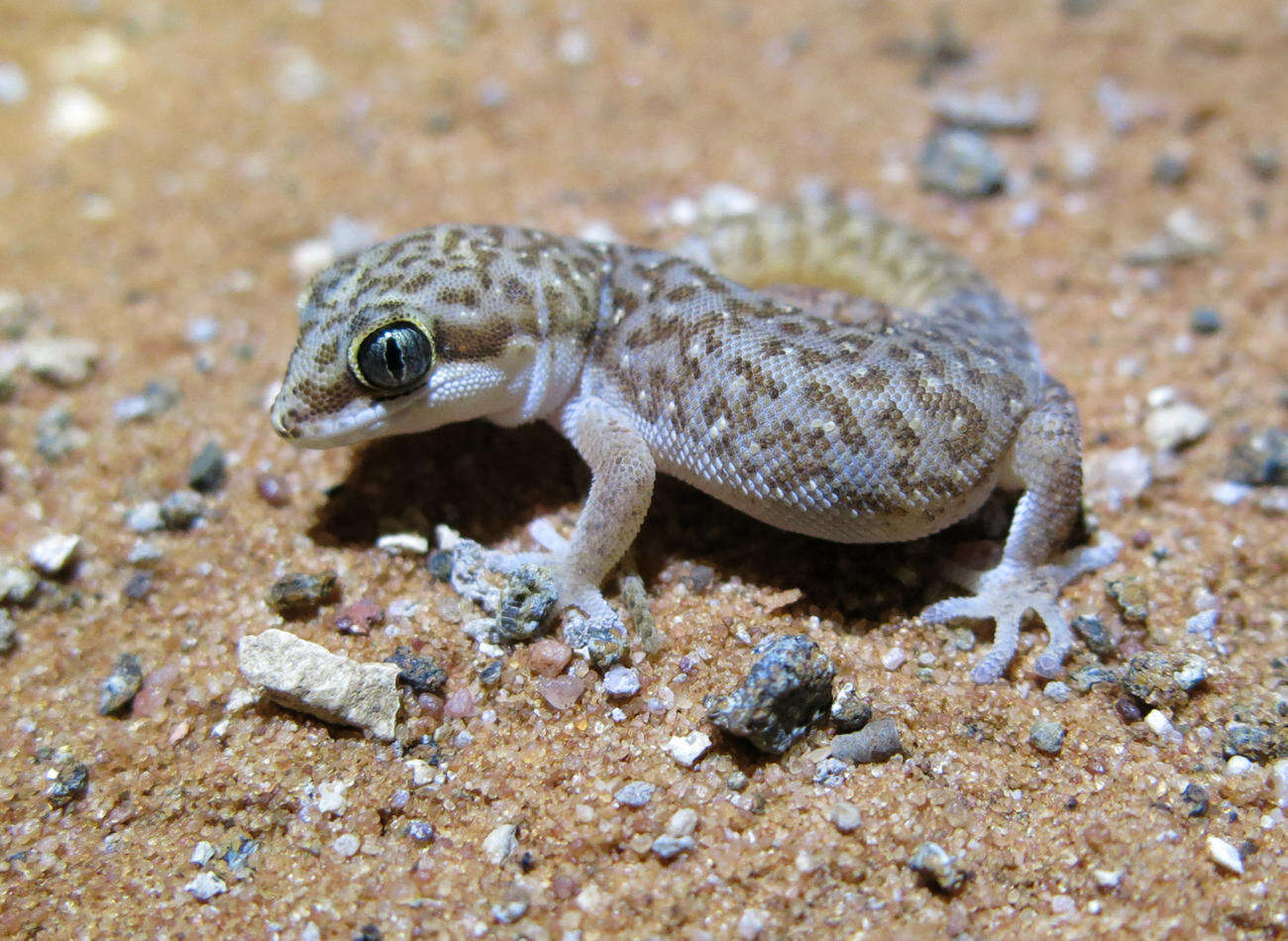 Image of Pointed Thick-toed Gecko
