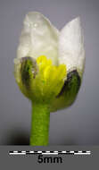 Слика од Ranunculus trichophyllus Chaix