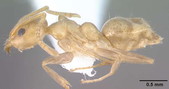 Image of <i>Technomyrmex fulvus</i> (Wheeler 1934)