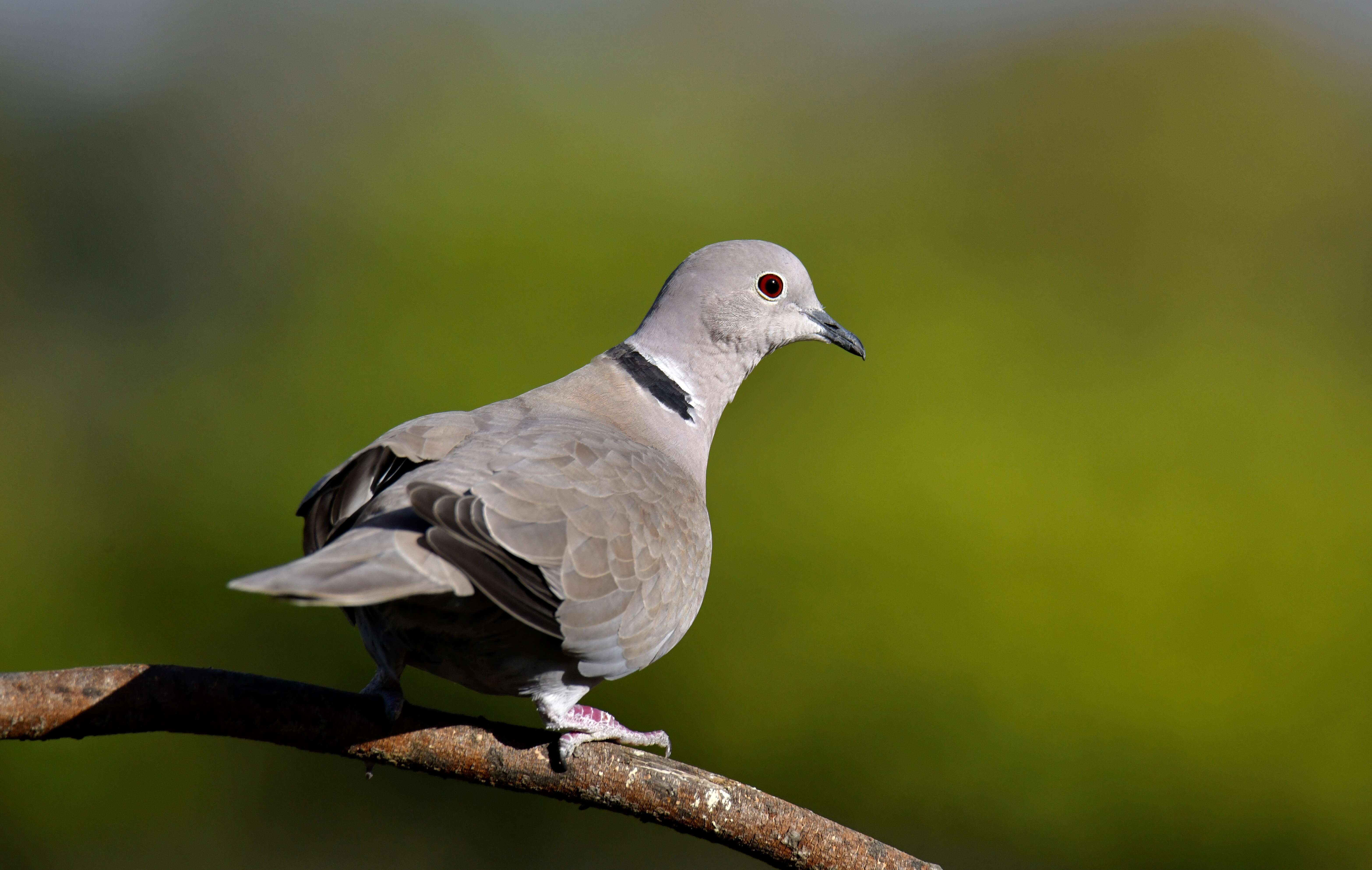 Image of Collared Dove