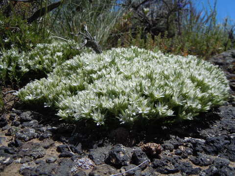 Image of Franklin's sandwort