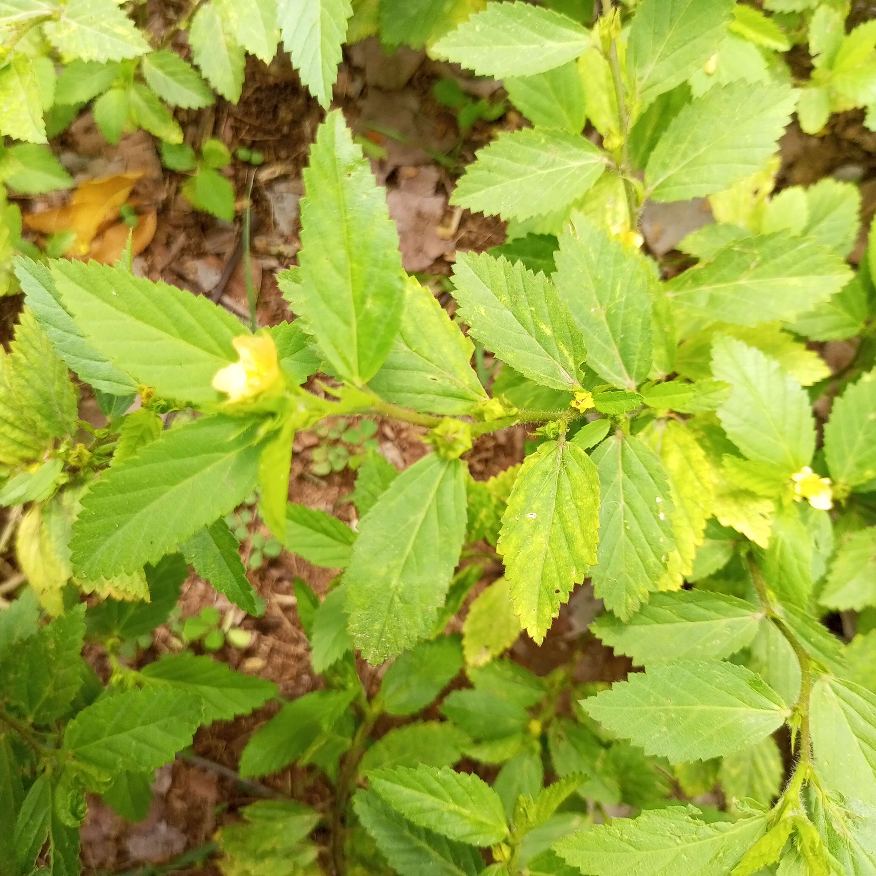 Image of common wireweed