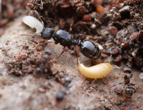 Image of subterranean silverfish