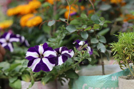 Image of petunia