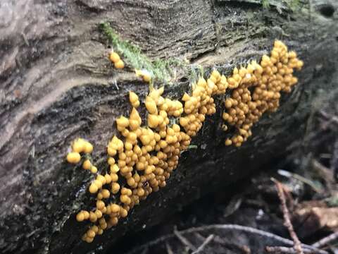 Image of Egg-shell Slime Mould