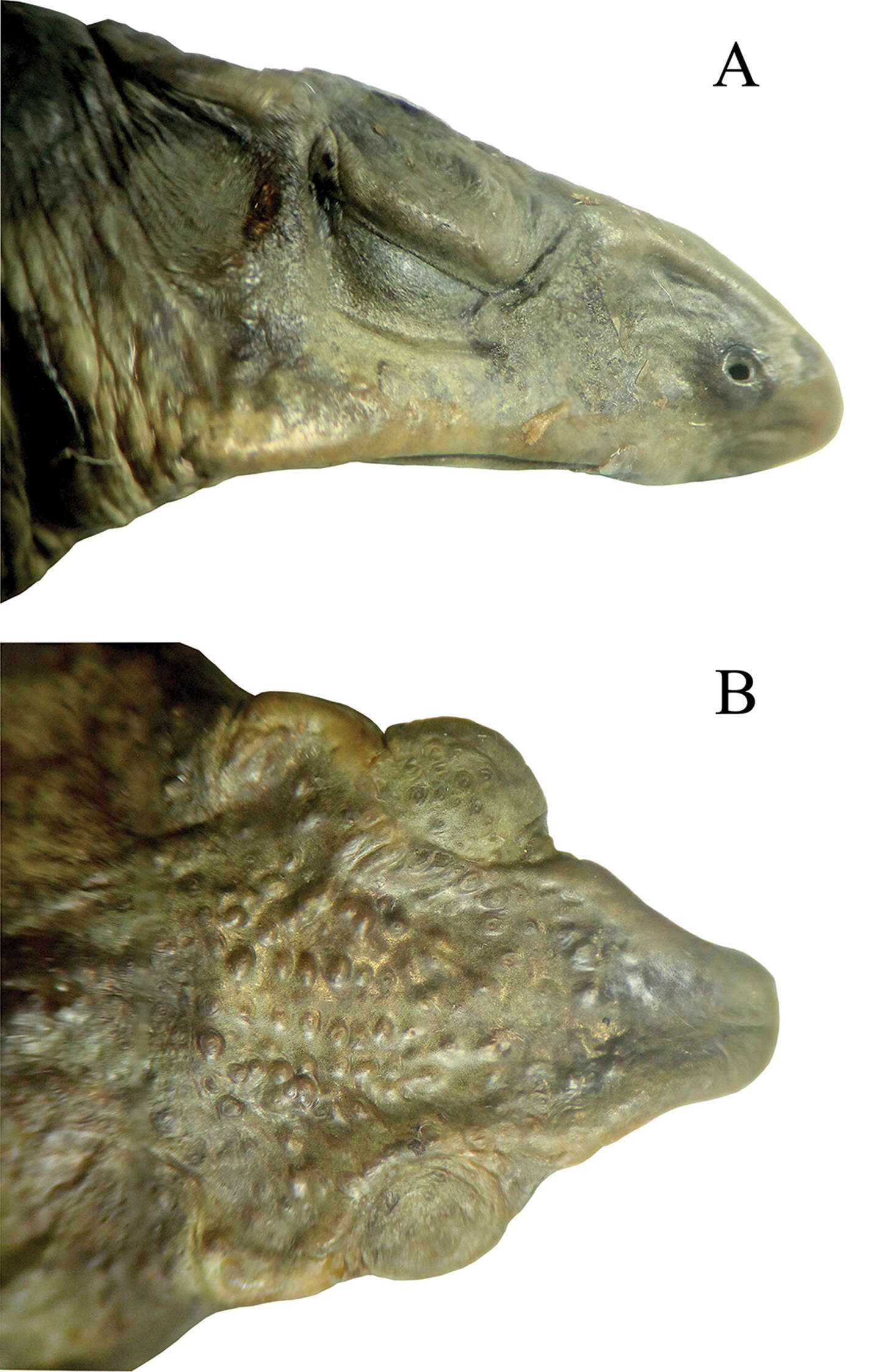 Image of Lily Rodriguez’s Beaked Toad