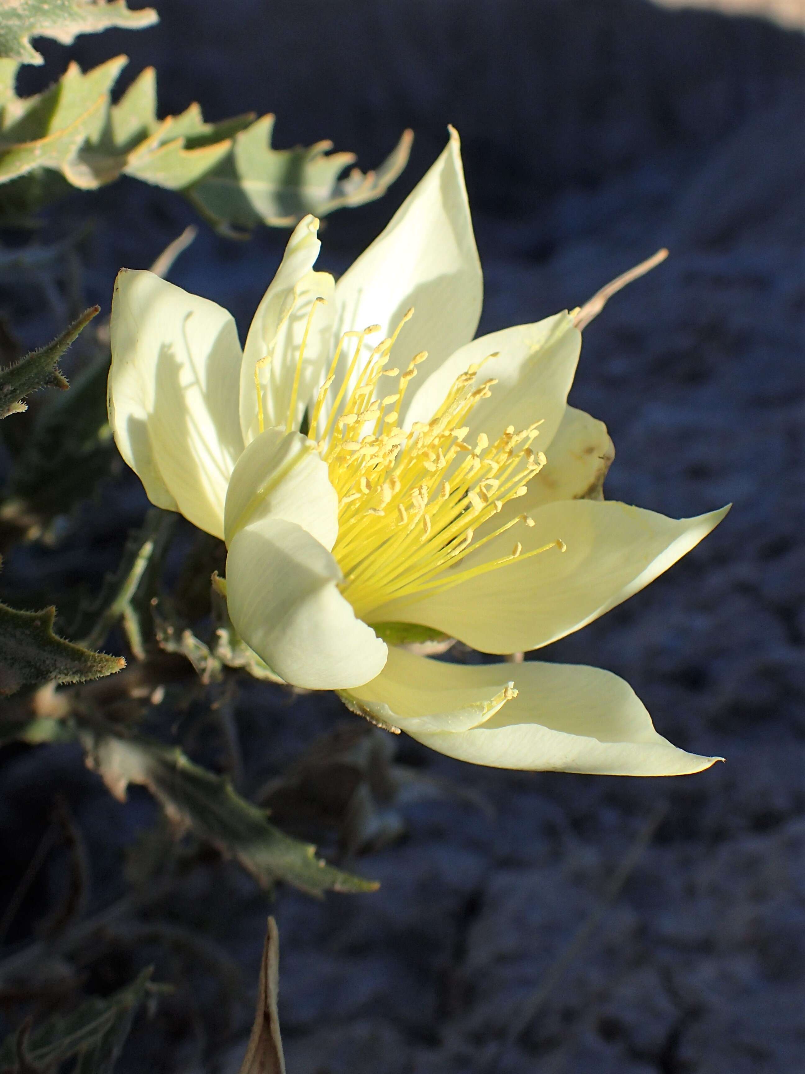 Image of tenpetal blazingstar