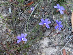 Image of Scaevola ramosissima (Smith) K. Krause