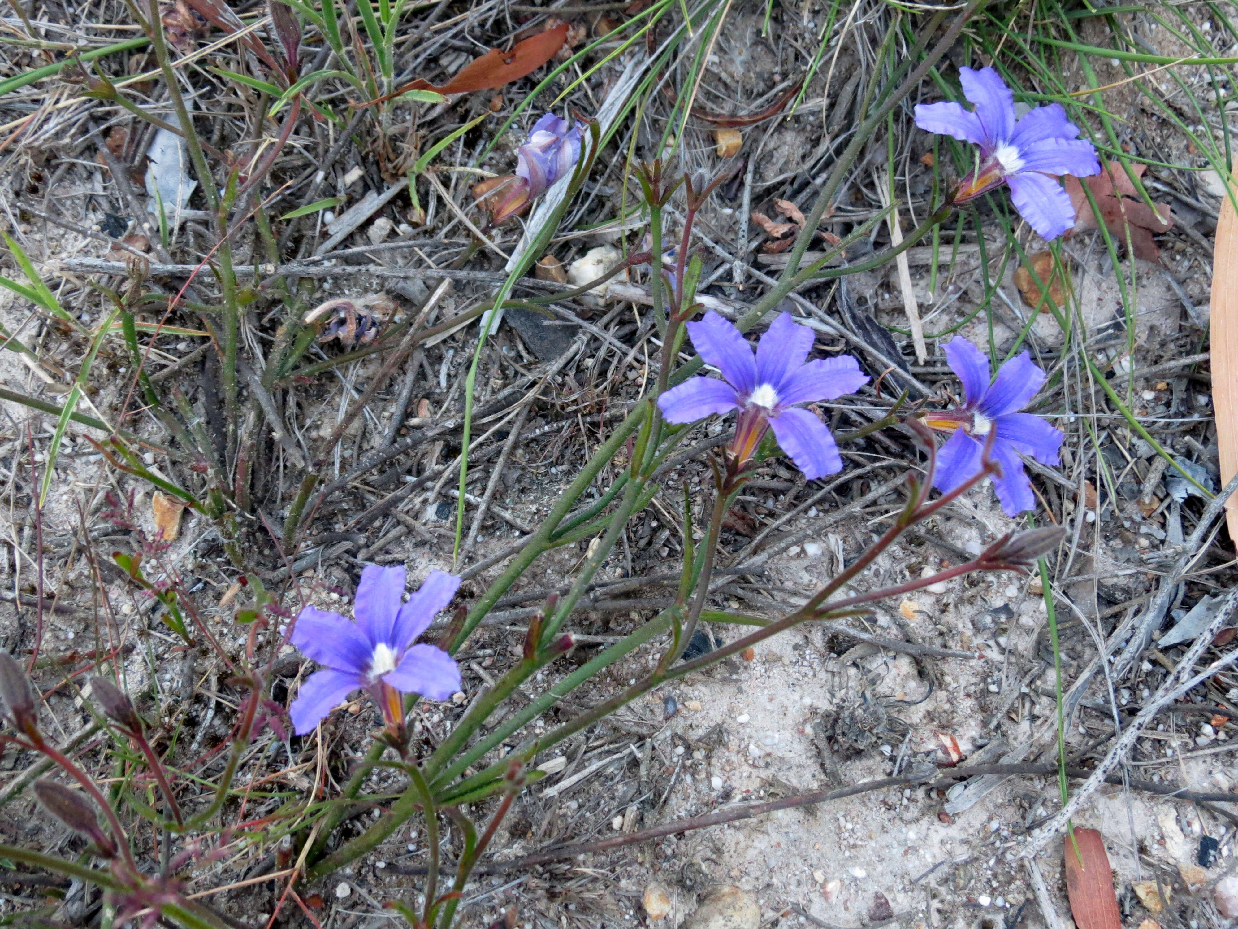 Image of Scaevola ramosissima (Smith) K. Krause