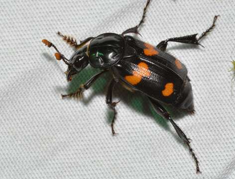 Image of Roundneck Sexton Beetle