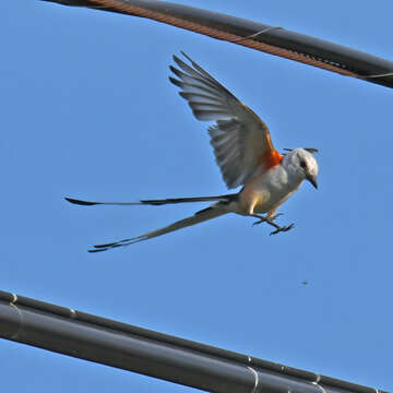 Image of Scissor-tailed Flycatcher