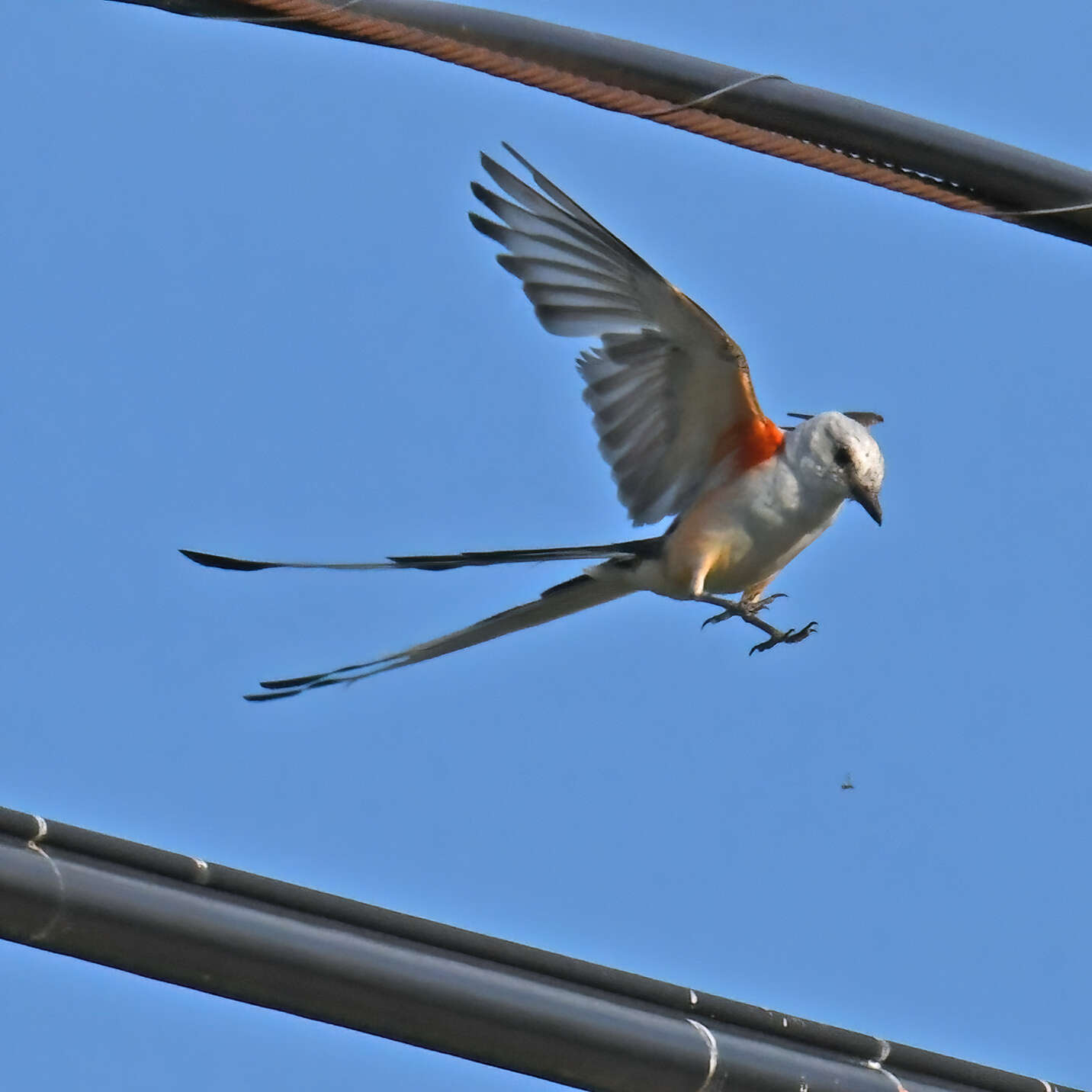 Image of Scissor-tailed Flycatcher