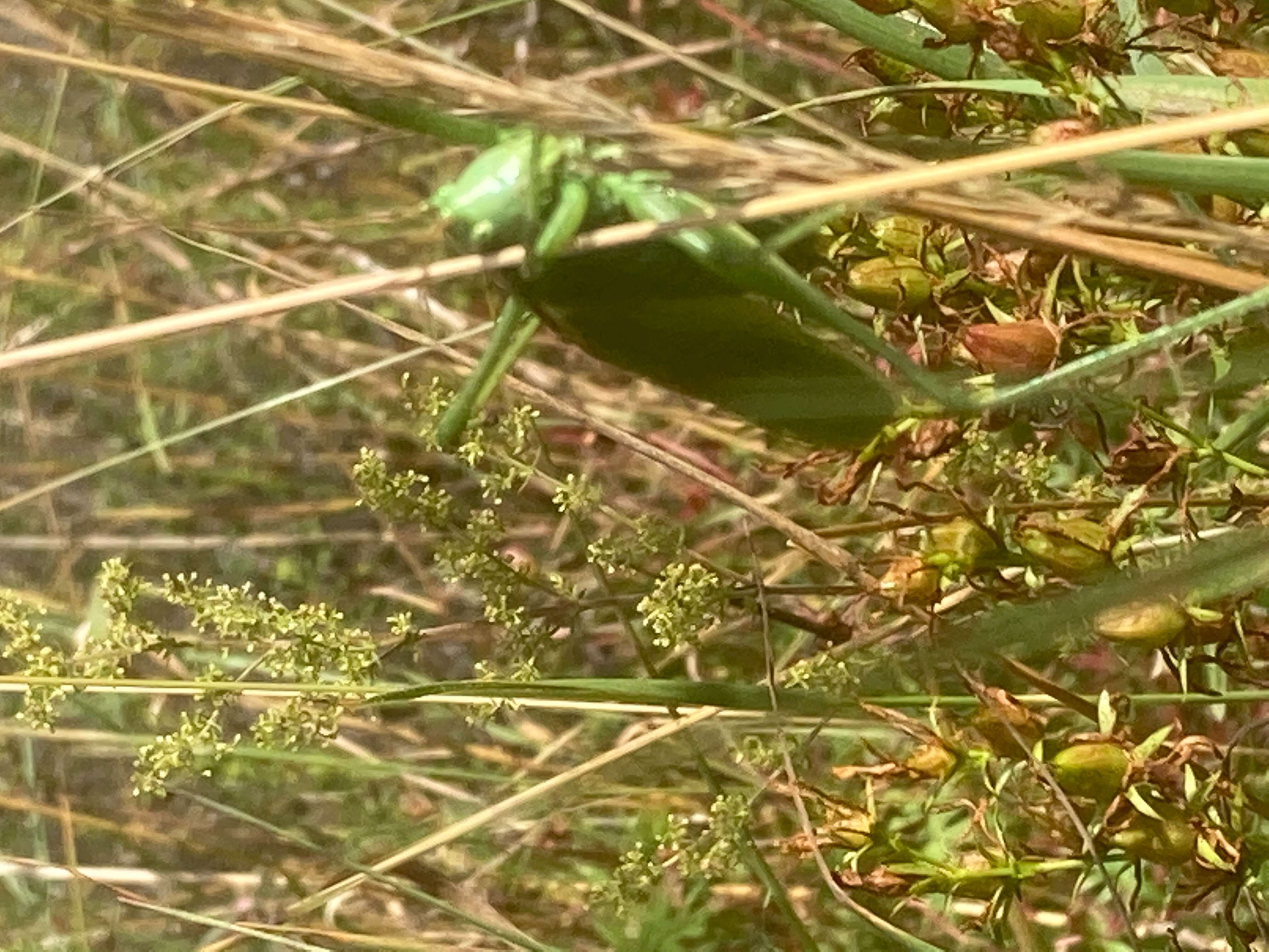 Image of scorpionflies