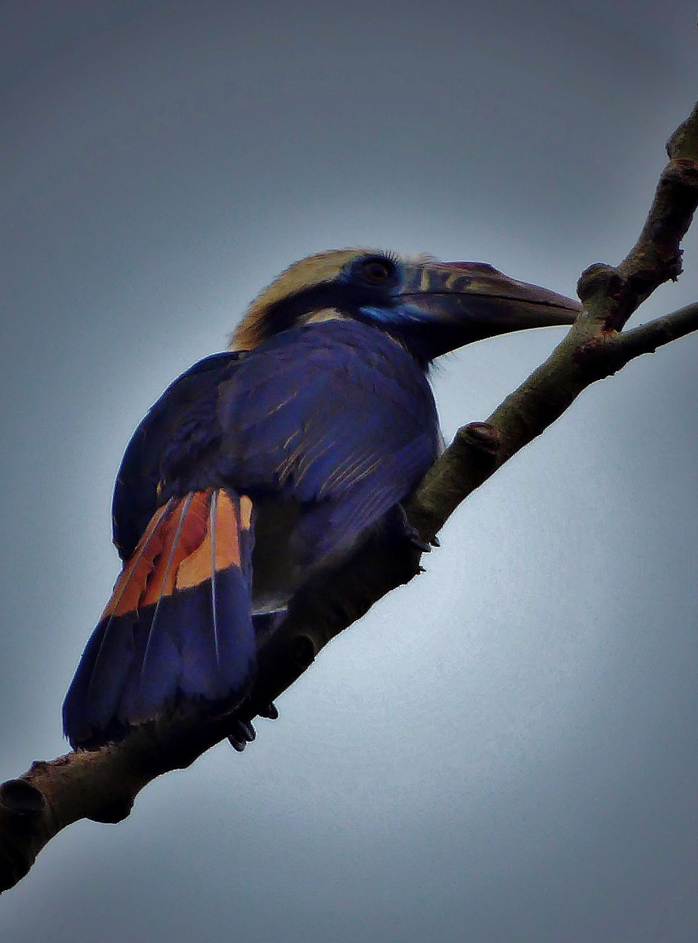 Image of Mindoro Hornbill