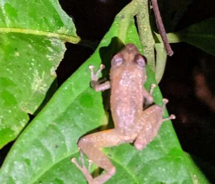 Image of white-striped robber frog