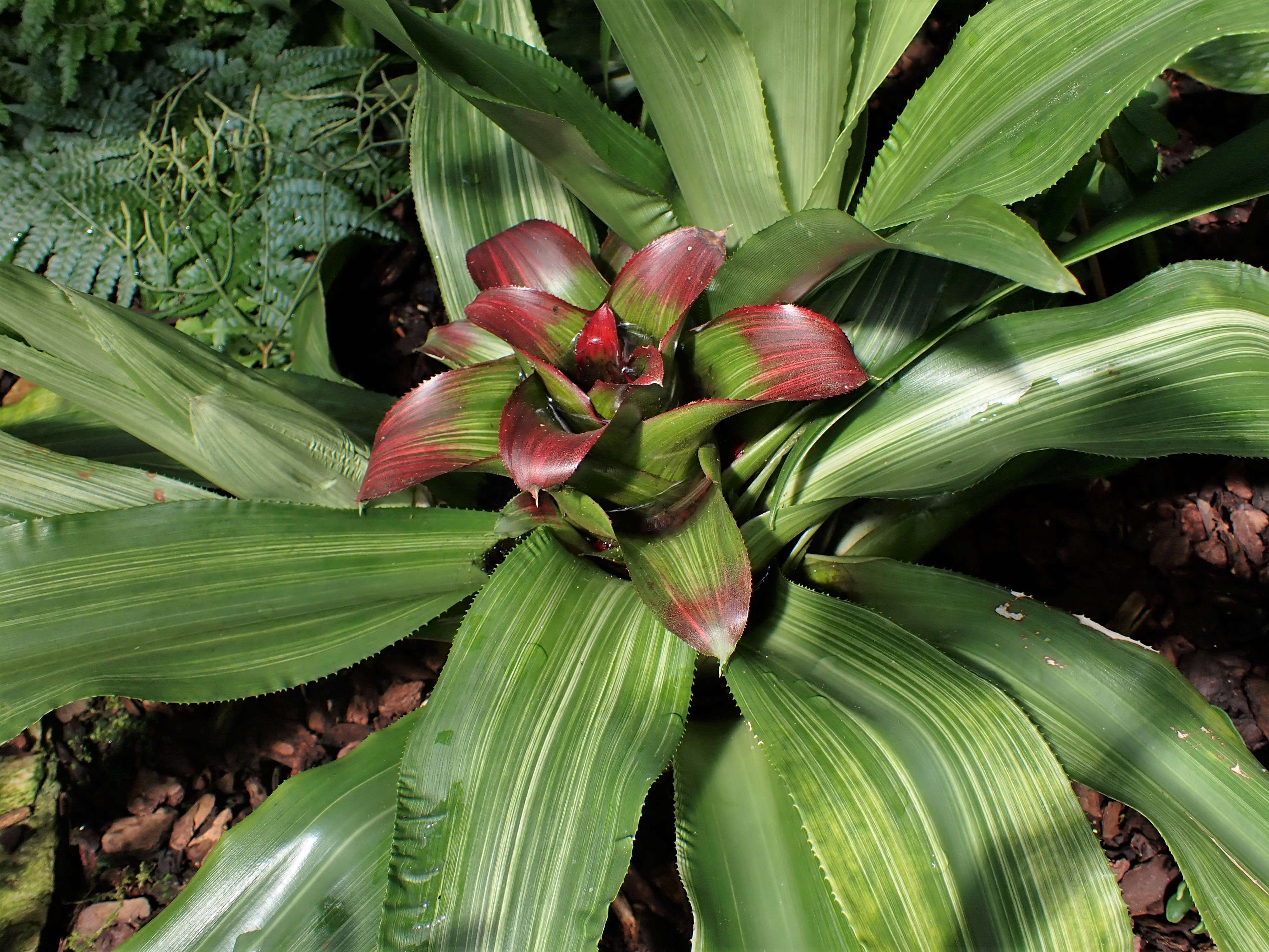 صورة Guzmania osyana (É. Morren) Mez