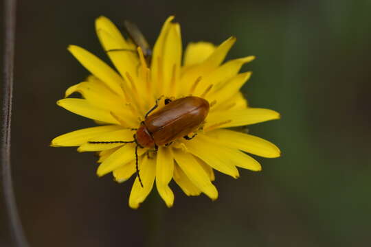 Imagem de Exosoma lusitanicum