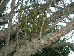 Image of flowering almond