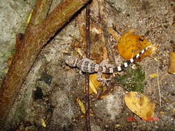 Image of Phyllodactylus wirshingi Kerster & Smith 1955