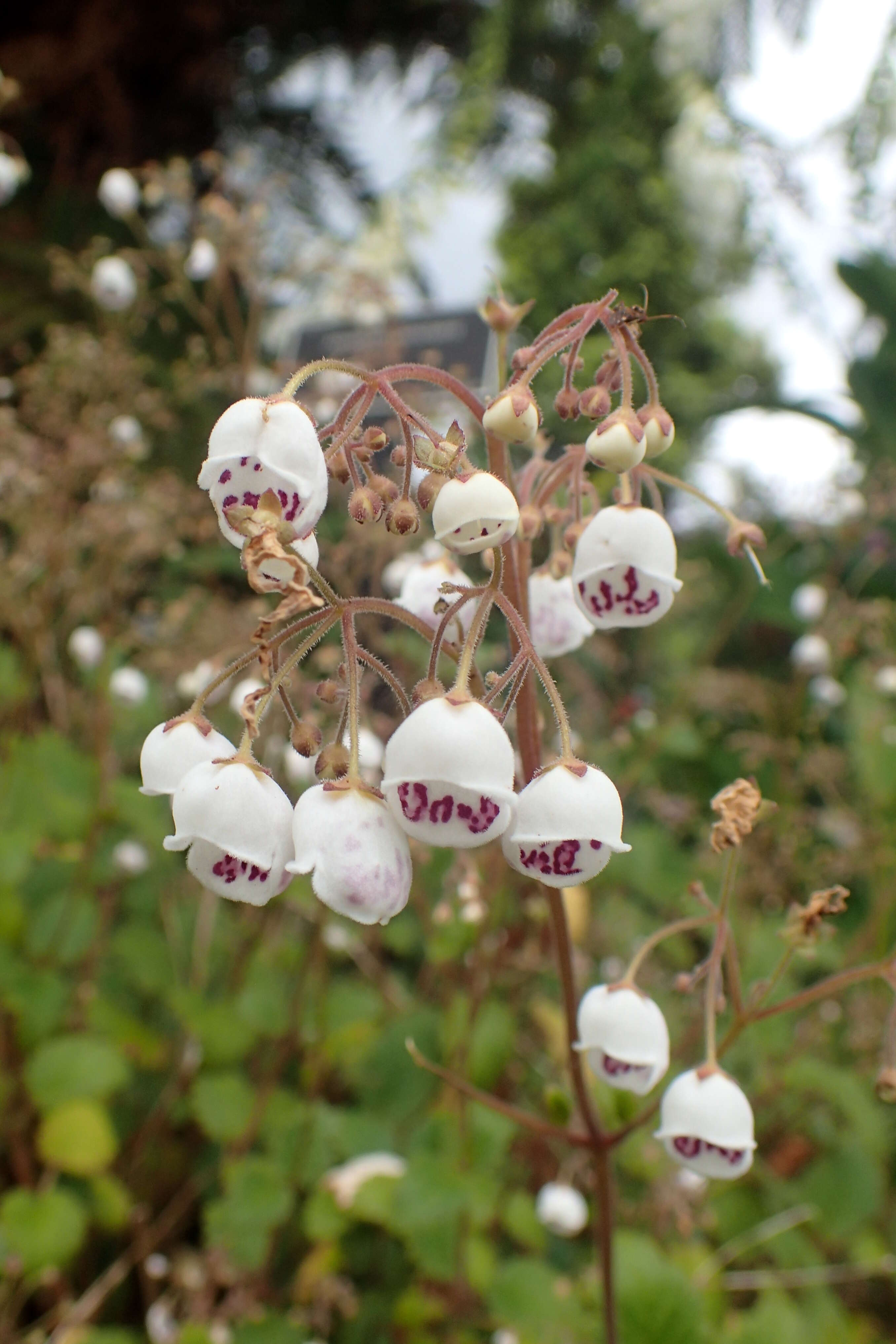 Image of New Zealand calceolaria