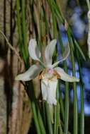 Слика од Holcoglossum quasipinifolium (Hayata) Schltr.