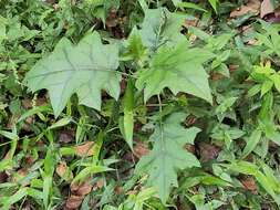 Image of Solanum stramoniifolium