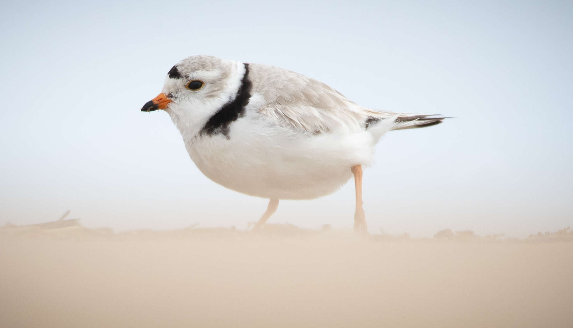 Image of Piping Plover